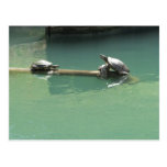 Turtles Post Card