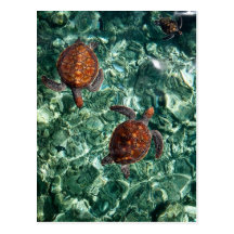 Turtles Post Cards