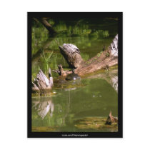 Turtles - Postcard