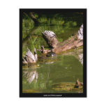 Turtles - Postcard