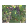 Tuscany Vineyard Post Cards