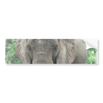 Tusked Elephant  Bumper Sticker