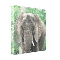 Tusked Elephant  Canvas Print