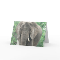 Tusked Elephant  Greeting Card