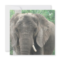 Tusked Elephant  Invitations