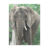 Tusked Elephant  Postcard