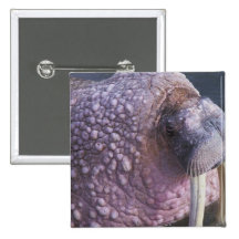 Tusked Walrus Square Button