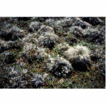 Tussocks Cut Out