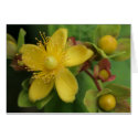 tutsan flower cards