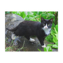 Tuxedo Cat in a Park Postcard