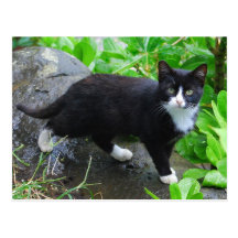 Tuxedo Cat in a Park Postcard