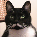 Tuxedo Cat photo sculptures