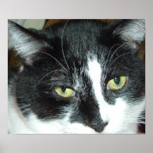 Tuxedo Cat Posters