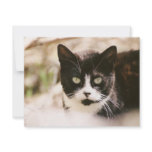 Tuxedo Feral Cat Invitations