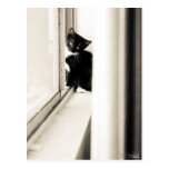 Tuxedo Kitten Postcard