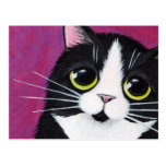 Tuxedo Kitty Cat On Pink Postcard