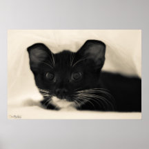 Tuxedo Kitty Cuteness Poster
