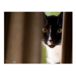 Tuxedo Peek-a-Boo Postcard