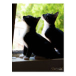 Tuxedo Twins Postcard