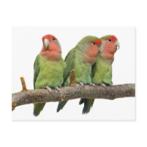 Tweet Trio Postcard