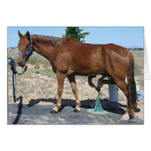 TWH Horse Farrier Hoof Care - Blank Inside Card