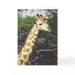 Twiga Masai (Masai Giraffe) cards