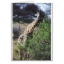 Twiga Masai (Masai Giraffe) Eating Greeting Cards
