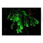 Twigs Reaching 4 U cards