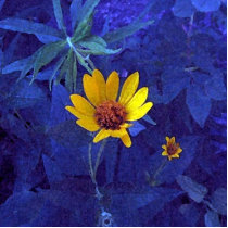 Twilight Dream Photo Cutout