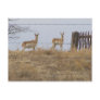 Twin Antelope Behind Fence Postcard