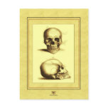 Twin Antique Skulls Post Cards