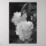 Twin Floral Posters