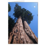 Twin Giant Sequoias, Sequoia National Park Card