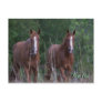 Twin Horses - Born Free Postcard