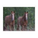 Twin Horses - Born Free postcards