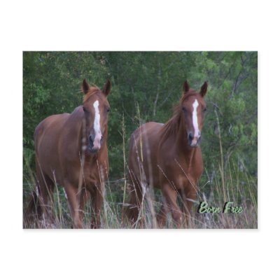 Twin Horses - Born Free Postcard by GypsyOwl