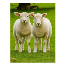 twin lambs post card