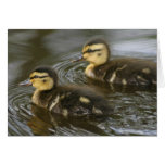 Twin Mallards Greeting Cards