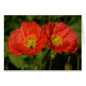 Twin Poppies Card