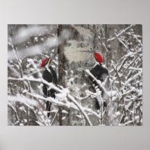 Twin Woodpeckers - Poster