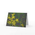 Twinkling Stars All-Occasion Greetings Card