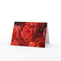 Twirled Roses cards