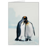 Two affectionate penguins greeting card