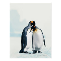 Two affectionate penguins postcards