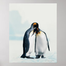 Two affectionate penguins print