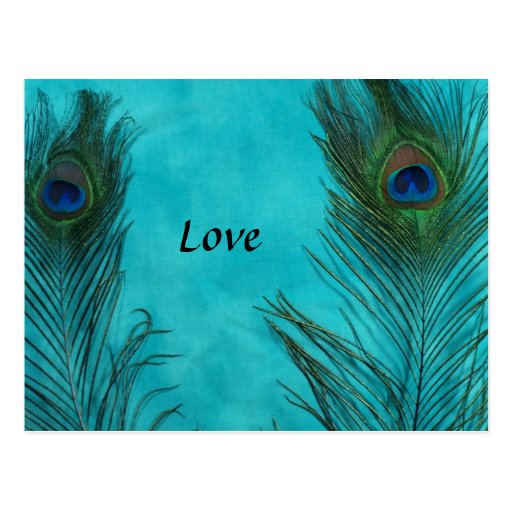 Two Aqua Peacock Feathers Postcards