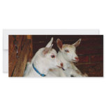 Two Baby Goats rack cards