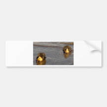 Two Baby Mallards Bumper Sticker