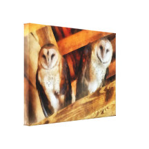 Two Barn Owls Canvas Print