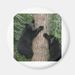 two bears in a tree fridge magnet